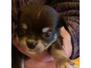 Chihuahua Puppy for sale in Portland, OR, USA