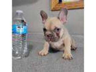 French Bulldog Puppy for sale in Leland, IL, USA