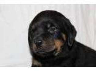 Rottweiler Puppy for sale in Newark, DE, USA