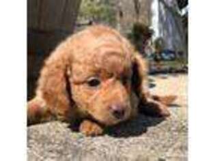 Goldendoodle Puppy for sale in Chester, NJ, USA