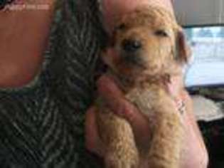 Mutt Puppy for sale in Elmo, UT, USA
