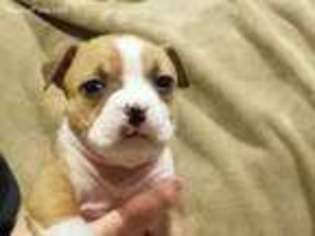 American Staffordshire Terrier Puppy for sale in Rocklin, CA, USA