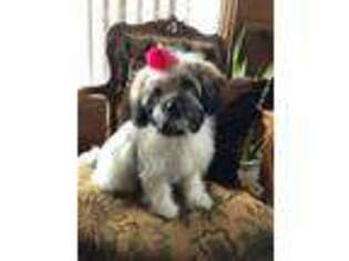 Havanese Puppy for sale in Ivins, UT, USA