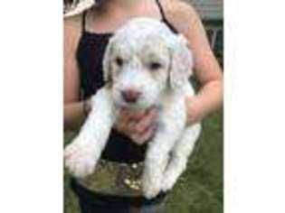 Goldendoodle Puppy for sale in Dewitt, MI, USA