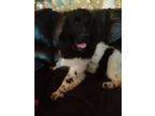 Newfoundland Puppy for sale in Dunlap, TN, USA
