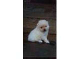 Pomeranian Puppy for sale in Tuscaloosa, AL, USA