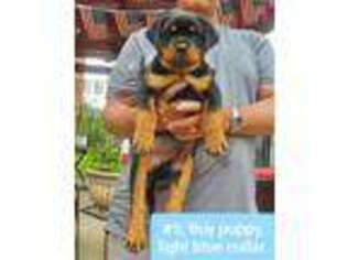 Rottweiler Puppy for sale in Baytown, TX, USA