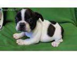 French Bulldog Puppy for sale in Sidney, IA, USA