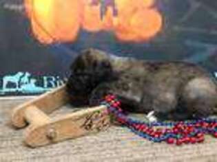 Irish Wolfhound Puppy for sale in Bland, MO, USA