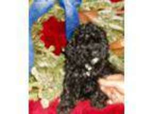 Cock-A-Poo Puppy for sale in Quarryville, PA, USA
