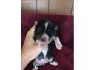 Miniature Australian Shepherd Puppy for sale in Summersville, MO, USA