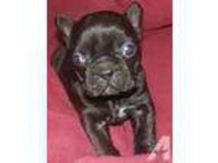 French Bulldog Puppy for sale in WHITTIER, NC, USA