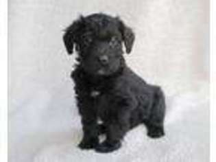 Labradoodle Puppy for sale in Cedar Lake, IN, USA