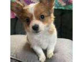 Papillon Puppy for sale in Wisconsin Dells, WI, USA