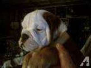 Bulldog Puppy for sale in WYNNEWOOD, OK, USA