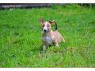 Bull Terrier Puppy for sale in Concord, NC, USA