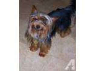 Yorkshire Terrier Puppy for sale in RINGGOLD, GA, USA