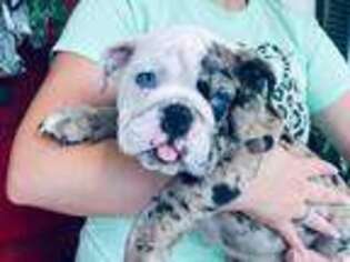 Bulldog Puppy for sale in Dayton, TX, USA