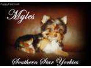 Yorkshire Terrier Puppy for sale in Douglasville, GA, USA