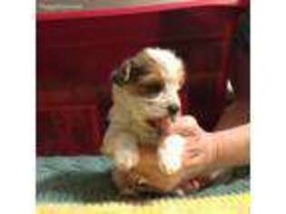 Yorkshire Terrier Puppy for sale in Erie, PA, USA