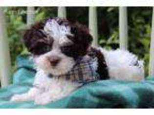 Havanese Puppy for sale in Eden Valley, MN, USA