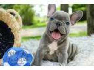 French Bulldog Puppy for sale in Etna Green, IN, USA