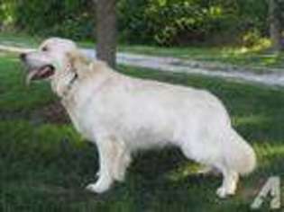 Golden Retriever Puppy for sale in BILLINGS, MO, USA