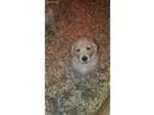 Golden Retriever Puppy for sale in Creston, OH, USA