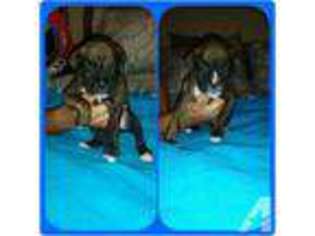 Boxer Puppy for sale in TEMECULA, CA, USA
