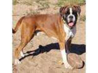 Boxer Puppy for sale in Luling, TX, USA