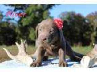 Labrador Retriever Puppy for sale in Theodosia, MO, USA