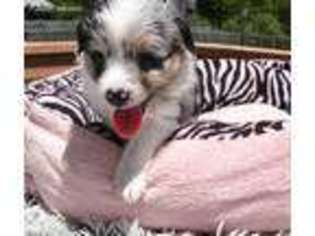 Miniature Australian Shepherd Puppy for sale in Highland, MI, USA