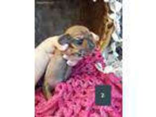 Dachshund Puppy for sale in Clayton, IN, USA