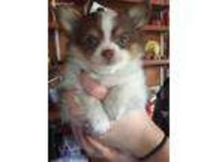 Chihuahua Puppy for sale in Norfolk, MA, USA