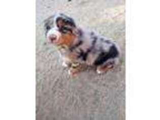 Australian Shepherd Puppy for sale in Landers, CA, USA