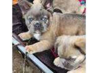 French Bulldog Puppy for sale in Andover, MA, USA