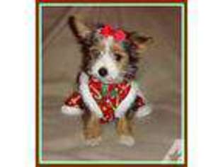 Yorkshire Terrier Puppy for sale in DELTONA, FL, USA