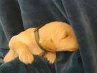Labradoodle Puppy for sale in Vernon, AZ, USA