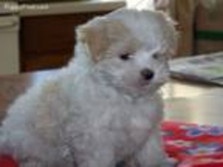 Maltese Puppy for sale in Shakopee, MN, USA
