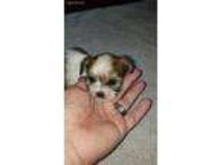 Shorkie Tzu Puppy for sale in Virginia Beach, VA, USA