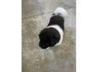 Akita Puppy for sale in Connell, WA, USA