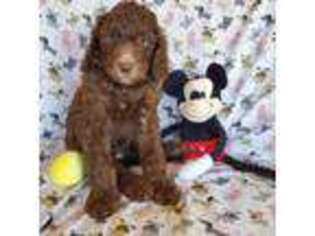 Mutt Puppy for sale in Morganville, NJ, USA
