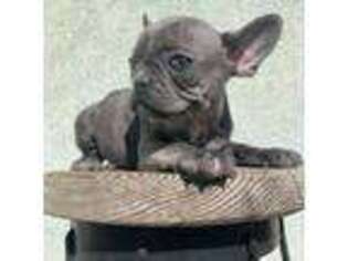 French Bulldog Puppy for sale in Fontana, CA, USA