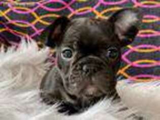 French Bulldog Puppy for sale in Bloomfield, IA, USA