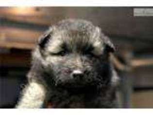 Keeshond Puppy for sale in Dayton, OH, USA