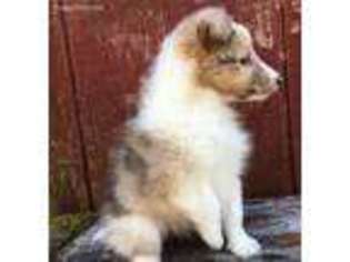 Shetland Sheepdog Puppy for sale in Lynchburg, VA, USA