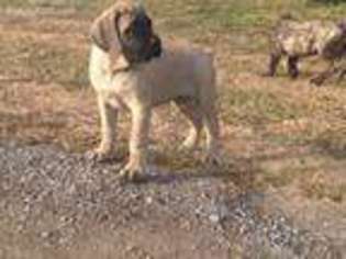 Mastiff Puppy for sale in Mayville, MI, USA
