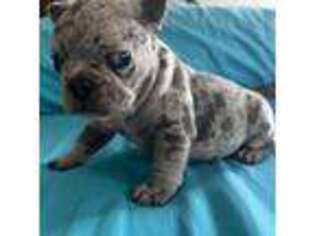 French Bulldog Puppy for sale in Kaufman, TX, USA