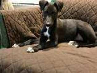 Greyhound Puppy for sale in Dunnellon, FL, USA