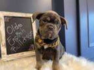 Olde English Bulldogge Puppy for sale in Morgantown, PA, USA